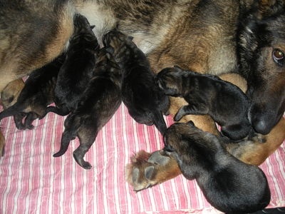 chiot Berger Allemand De Machera