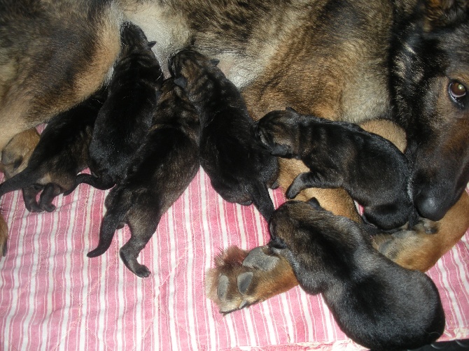 Naissance des chiots Bolle x Sharon